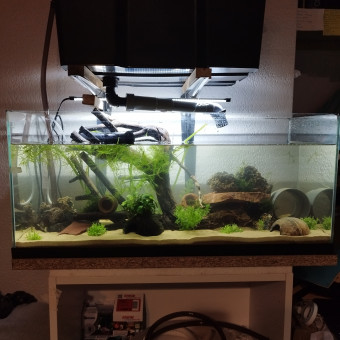 aquariophile Faustin