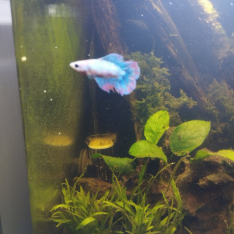 aquariophile tom-hernu