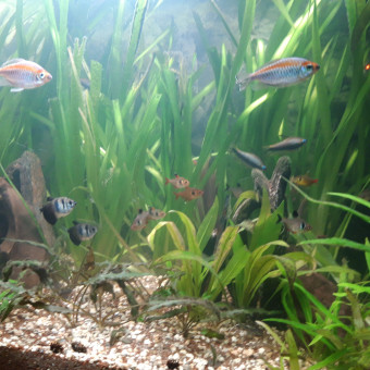 aquariophile CHRIS61