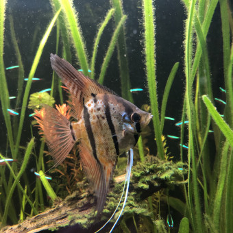 aquariophile Andourgi29