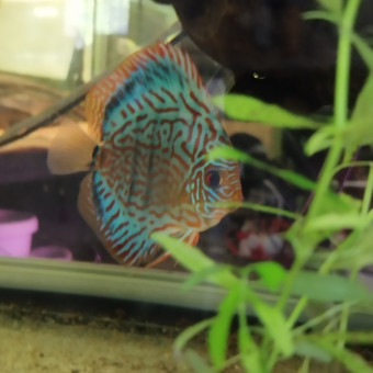 aquariophile lucasdu3426