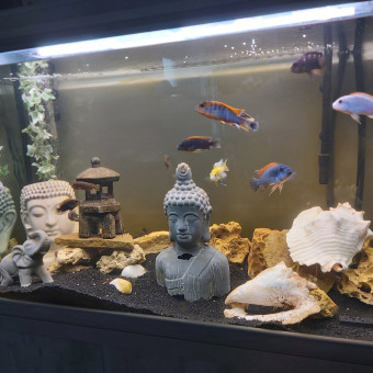 aquariophile Malinowsky