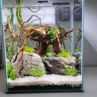 aquariophile Primi88