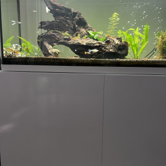 aquariophile Anil