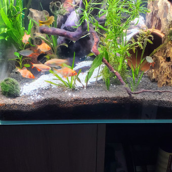 aquariophile Lolo59300