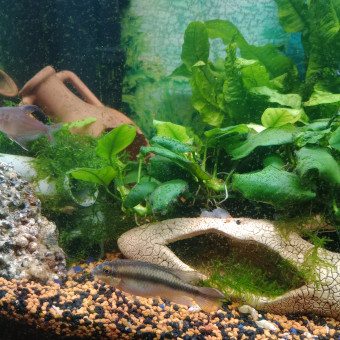 aquariophile Tiba