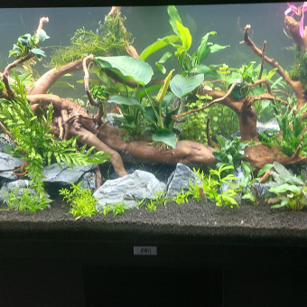aquariophile Hotton