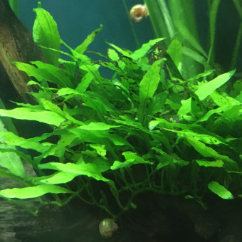 aquariophile Joaqua