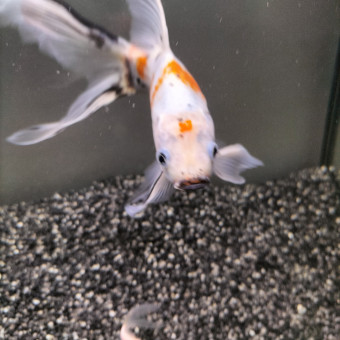 aquariophile Fleurise
