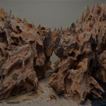 aquariophile Scaper.shrimp