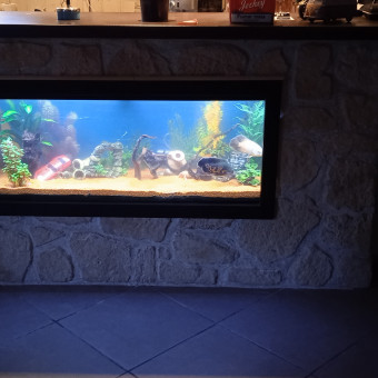 aquariophile Oscarsdf