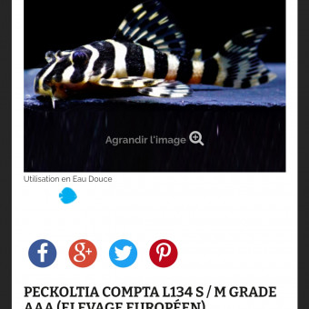 aquariophile LINDI05