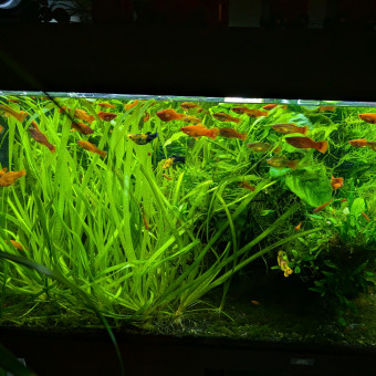 aquariophile Beber77