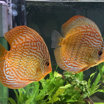 aquariophile Nicoloricariidae