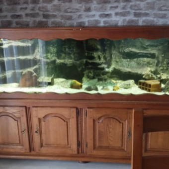 aquariophile jtphoto