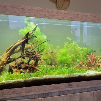 aquariophile ErgMachaon