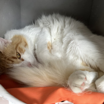 aquariophile Kleonie