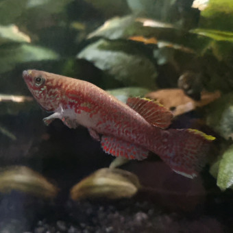 aquariophile Nikolas75