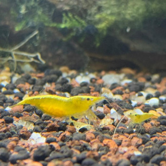 aquariophile Aquastyle