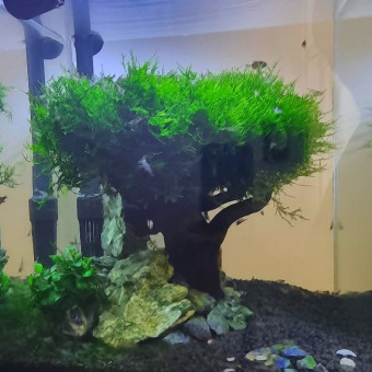 aquariophile Baboulin