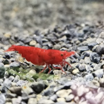 aquariophile Maxence70