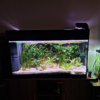 aquariophile Despoissons