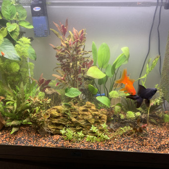 aquariophile Garymimpy