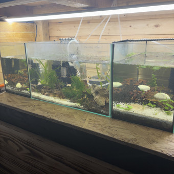 aquariophile Ju_shrimps