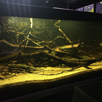 aquariophile Fernando-Cardoso-Pereira