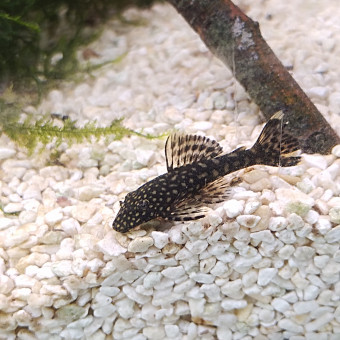 aquariophile choupettejuly