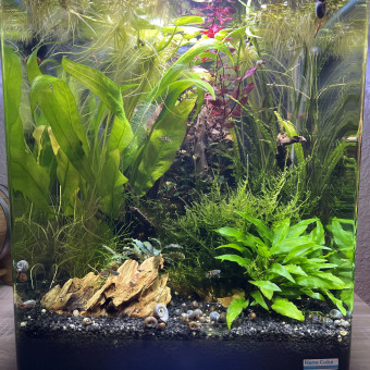 aquariophile Quent06