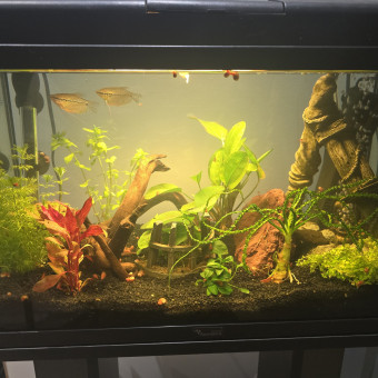 aquariophile Aquadebut