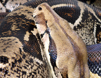 aquariophile Cubeimage