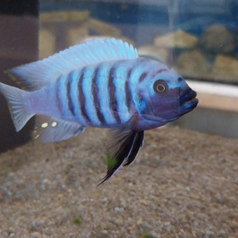 aquariophile RT16