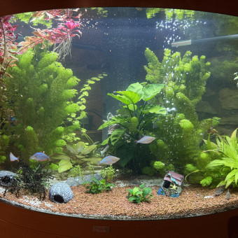 aquariophile Celtik44390