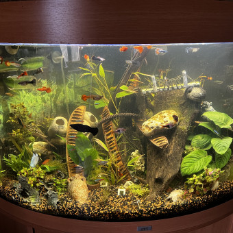 aquariophile Chabi36