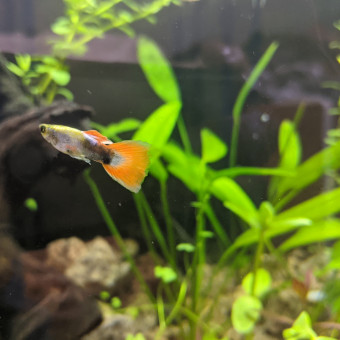 aquariophile Andry_Rolland