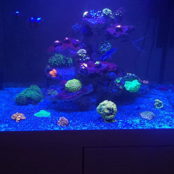 aquariophile Moussa67