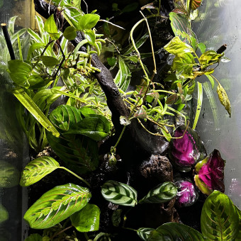 aquariophile NoamPlv