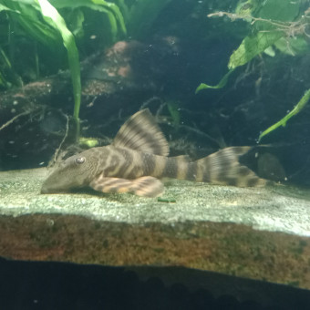 aquariophile LaetLaet