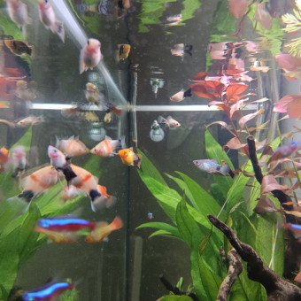 aquariophile Stephane06580