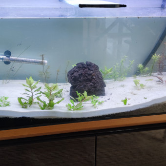 aquariophile ju-r-biniere