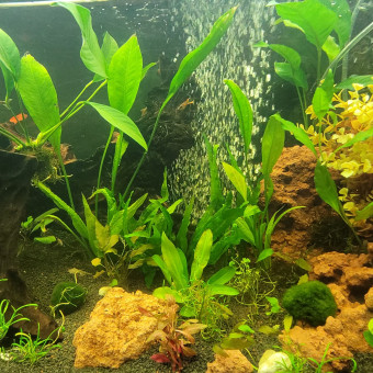 aquariophile Corinto4