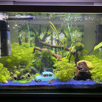 aquariophile Flytuga