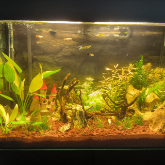 aquariophile Martoul