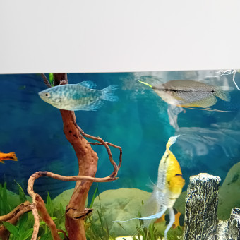 aquariophile Poissonchacha