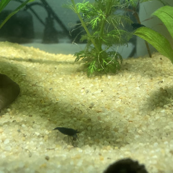 aquariophile Steph732