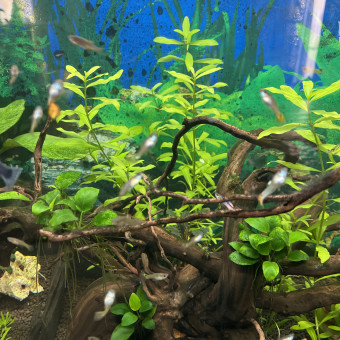 aquariophile Angelcot02
