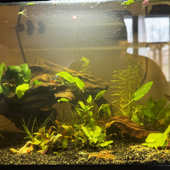 aquariophile Lemondedeao