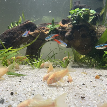 aquariophile Mil_aqua